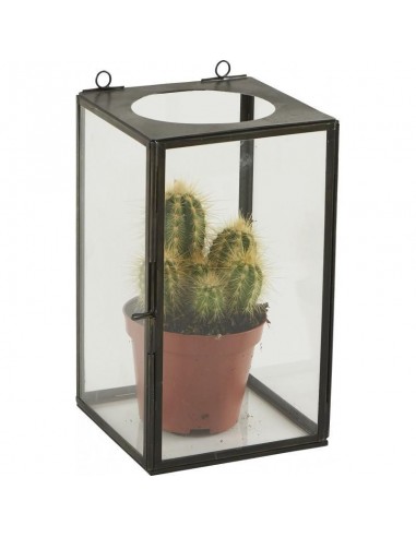 Jardin Vitro Solo ATHEZZA 12.5x12.5xH22cm Véritable concentré